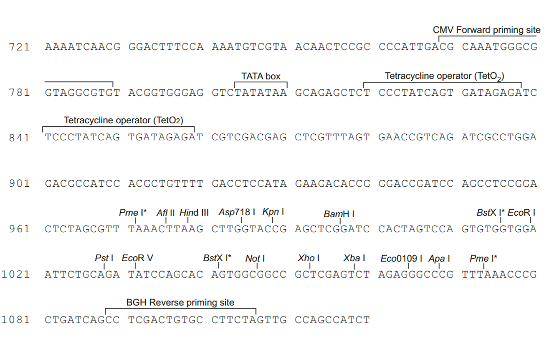 pcDNA4-TO 多克隆位点 点击看大图 pcDNA4-TO 多克隆位点